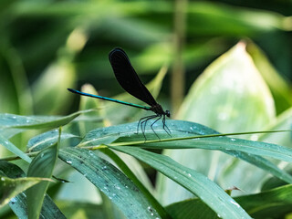 Atrocalopteryx atrata damselfly on a leaf