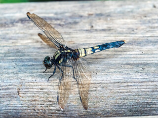 female greater blue skimmer on wood