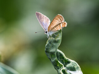 Small Pea Blue butterfly on a leaf 3