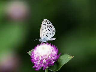 Pale grass blue butterfly on amaranth flower