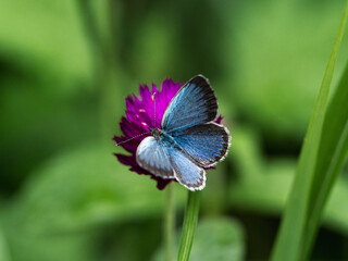 Fototapeta premium Short Tailed Blue Butterfly on Amaranth Flowers 1