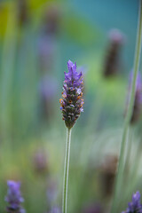 Lavender flowers in the highlands of Oaxaca