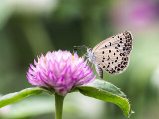 Pale grass blue butterfly on amaranth flower