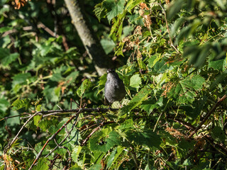 Gray Catbird in the trees 3