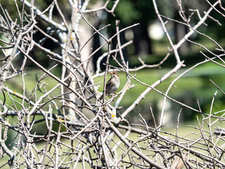 House Sparrow on a down branch