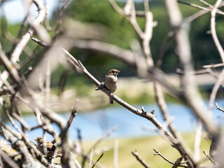House Sparrow on a down branch