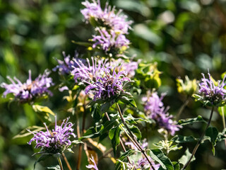 Wild Bergamot flowers in bloom 1