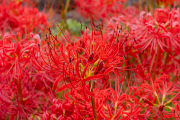 彼岸花