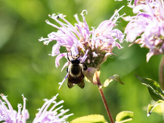 Common Eastern Bumble Bee on Wild Bergamot Flower