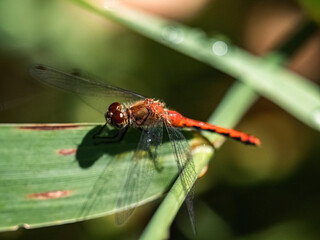 Meadowhawk Dragonfly on a leaf 2