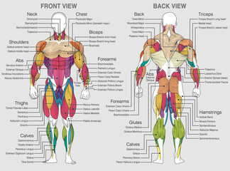 The graphic shows the location of the muscles of the human body with their names on a gray background. Vector image - obrazy, fototapety, plakaty