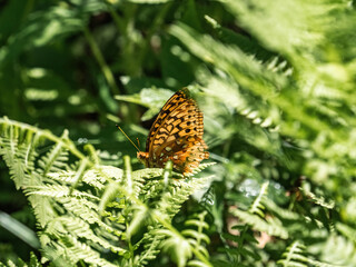 Great Spangled Fritillary butterfly on a leaf 1