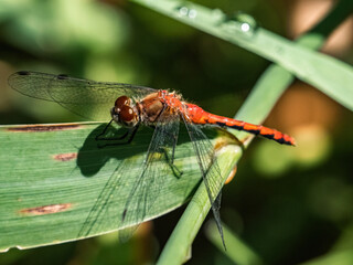 Meadowhawk Dragonfly on a leaf 3