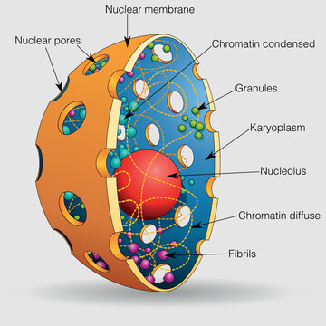 The graphic shows the elements of the nucleus of a human cell with their names on a gray background. Vector image
