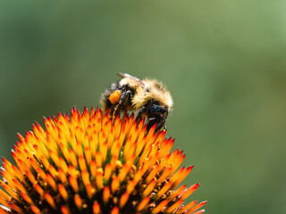 Western Honey Bee on lavender daisy