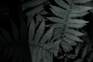 Black fern leaf