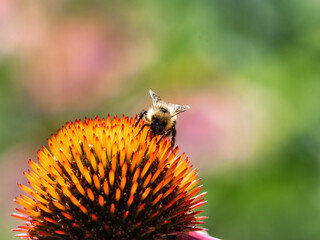 Western Honey Bee on lavender daisy