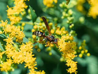 Dark paper wasp on bright yellow flowers 2