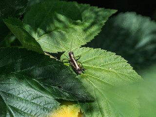 Wingless Mountain Grasshopper resting on a leaf