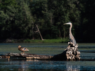 Great Blue Heron in Mississippi River backwater 3