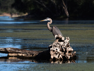 Great Blue Heron in Mississippi River backwater 6