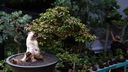 Bonsai tree on clay pot. Bonsai is the Japanese art of growing and training miniature trees in pots, developed from the traditional Chinese art form of penjing