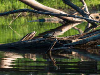 Ouachita Map Turtle on a Mississippi river log 1