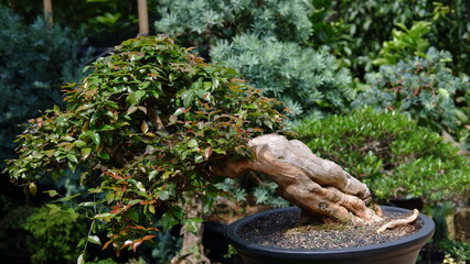 Bonsai tree on clay pot. Bonsai is the Japanese art of growing and training miniature trees in pots, developed from the traditional Chinese art form of penjing