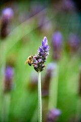 Lavender flowers in the highlands of Oaxaca