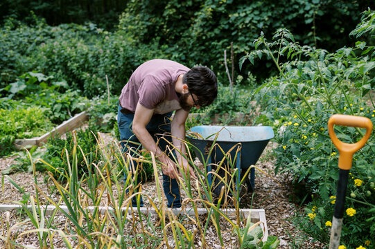 young man pulling organic hardneck garlic in his vegetable garden