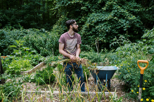 young man pulling organic hardneck garlic in his vegetable garden