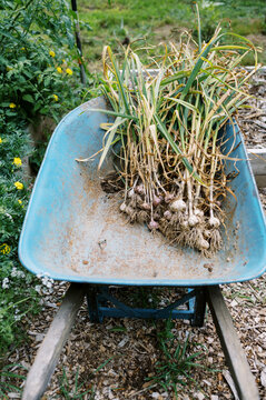 Old Blue Wheelbarrow Filled With Hardneck Garlic next to marigolds