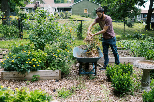 young man pulling organic hardneck garlic in his vegetable garden