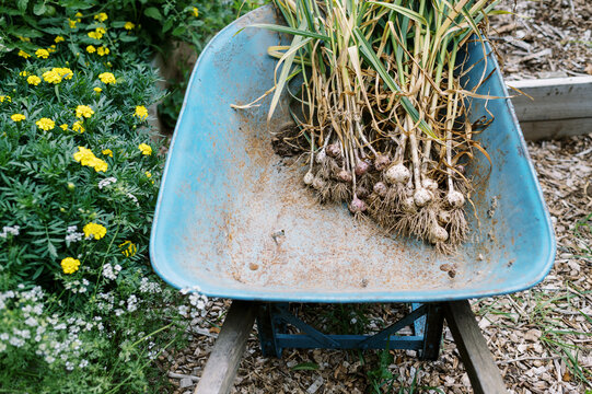 Old Blue Wheelbarrow Filled With Hardneck Garlic next to marigolds