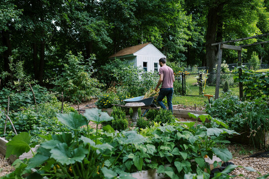 young man with wheelbarrow working in his backyard vegetable garden