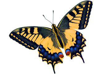 Close up of butterfly perched