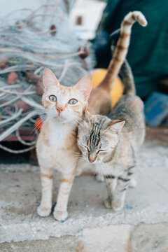 Vute cats in the fishing village of Marettimo, Egadi islands. 