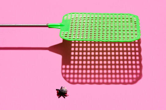 Fly Swatter and Fly on Pink Surface 