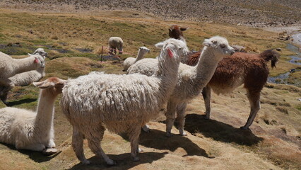 Des lamas sur une étendue d'herbes, près d'une route, accuillant avec joie les touristiques, animal mythique du Pérou