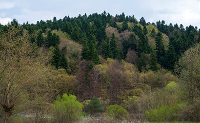 Bright dense forest with trees and green bushes.