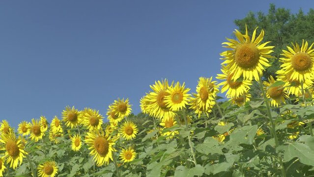 Sunflowers in full bloom swaying in the breeze