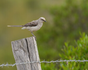 Mimus Gilvus, Tropical Mockingbird perched on a fence post on a warm afternoon.