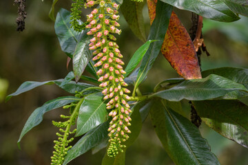 Athertonia Dversifolia, Atherton Oak flower 
