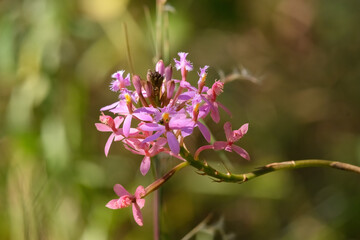 Epidendrum Secundum, Small beautiful pink orchid in a andean forest.