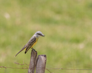 Tyrannus Melancholicus, Tropical Kingbird perched on a fence post on a sunny day.