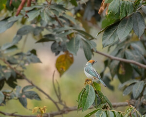 Stilpnia Vitriolina, Scrub Tanager perched on an Inga Codonantha,Guamo Tree, looking for insects or spiders.