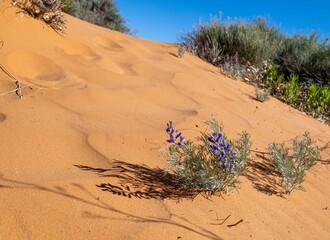 Coral Pink Sand Dunes