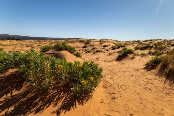 Coral Pink Sand Dunes