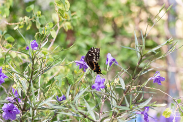 Papilio polyxenes black swallowtail butterfly flaunts delicate spotted wings while gathering nutritious pollen from a purple flower