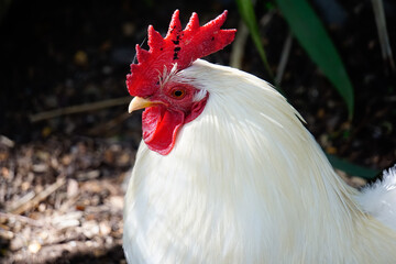 White rooster in Willowbank wildlife reserve Christchurch New Zealand